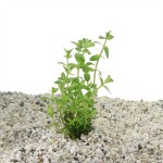 Bacopa Amplexicaulis