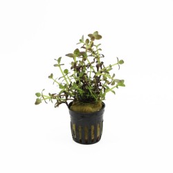 Bacopa Salzmanni purple