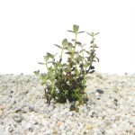 Bacopa Salzmanni purple