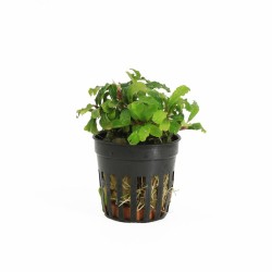 Bucephalandra green velvet