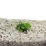 Bucephalandra green velvet