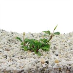 Bucephalandra Sintang