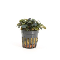 Bucephalandra Theia red