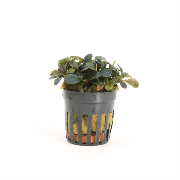 Bucephalandra Theia red