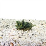 Bucephalandra Theia red