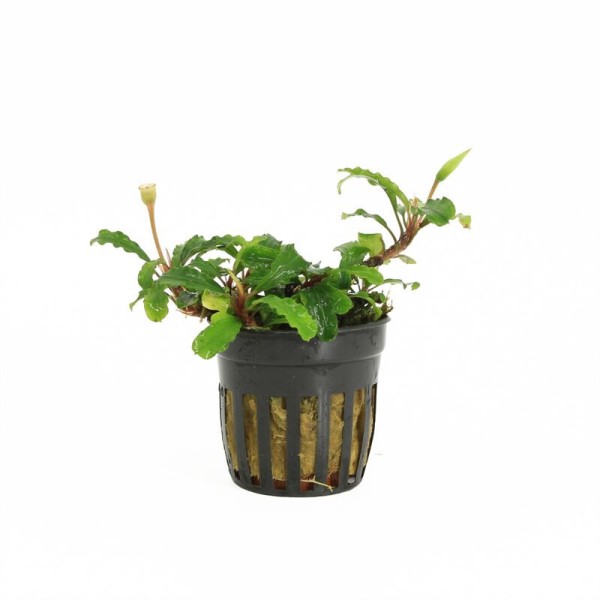 Bucephalandra Sintang