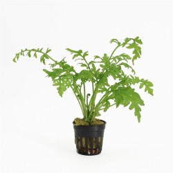 Ceratopteris Cornuta