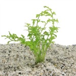 Ceratopteris Cornuta