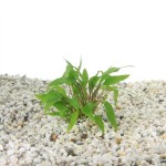 Cryptocoryne Wendtii Groen