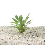 Cryptocoryne Lutea