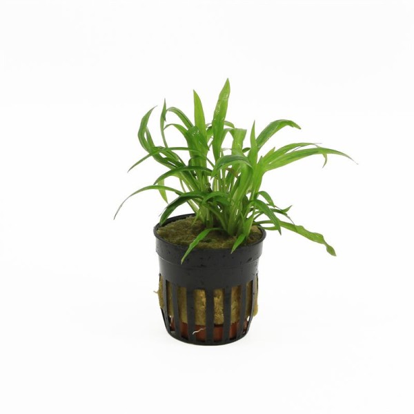 Cryptocoryne Mix