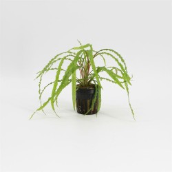 Cryptocoryne Balansae