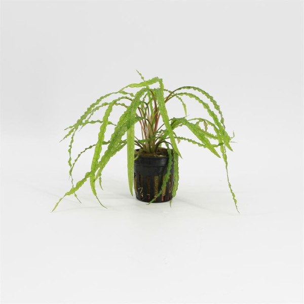 Cryptocoryne Balansae