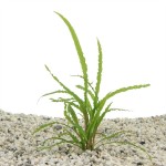 Cryptocoryne Balansae