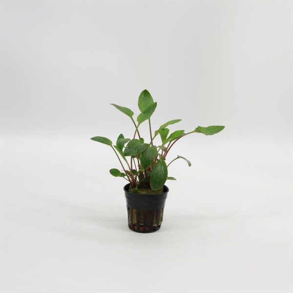 Cryptocoryne Bullosa