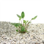Cryptocoryne Bullosa