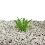 Cryptocoryne Costata