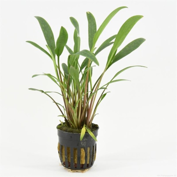 Cryptocoryne Nevellii