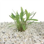 Cryptocoryne Nevellii