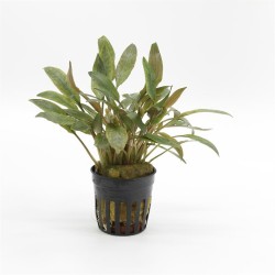 Cryptocoryne Petchii Pink