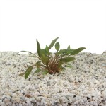 Cryptocoryne Petchii