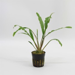 Cryptocoryne Retrospiralis
