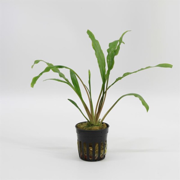 Cryptocoryne Retrospiralis