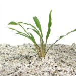 Cryptocoryne Retrospiralis