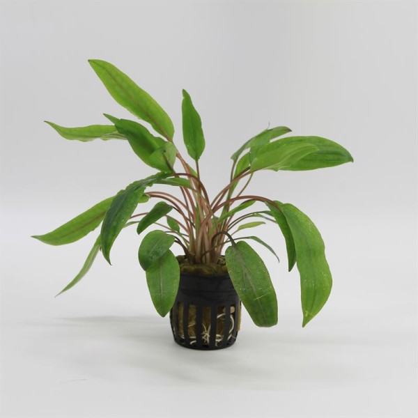 Cryptocoryne Undulatus
