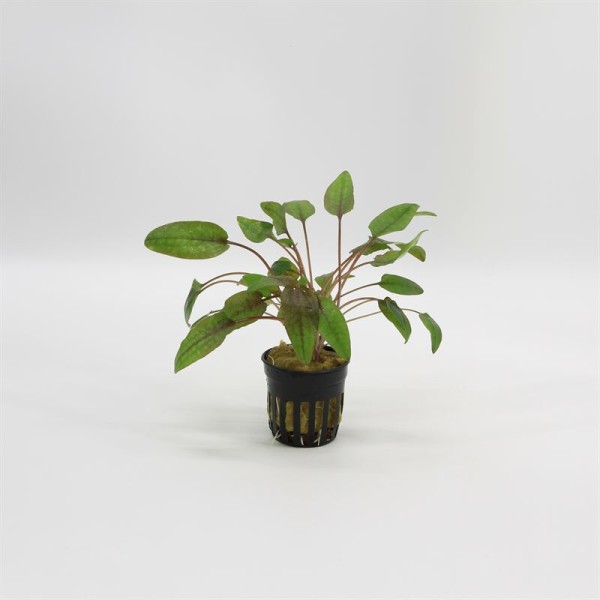 Cryptocoryne Walkerii