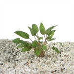 Cryptocoryne Walkerii