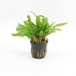 Cryptocoryne Wendtii Green Gecko