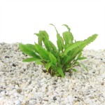 Cryptocoryne Wendtii Green Gecko