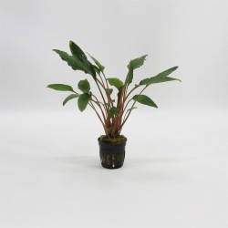 Cryptocoryne Wendtii Rood