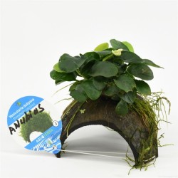 Driegaats Kokosnoot met Anubias