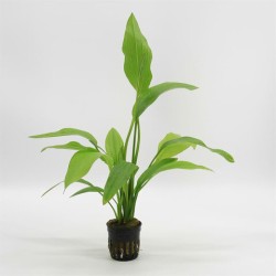 Echinodorus Argentinensis