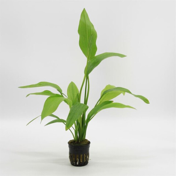 Echinodorus Argentinensis