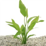 Echinodorus Argentinensis