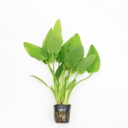 Echinodorus Cordifolius