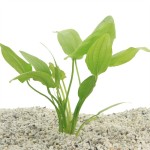 Echinodorus Cordifolius