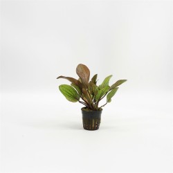 Echinodorus Fancy Twist