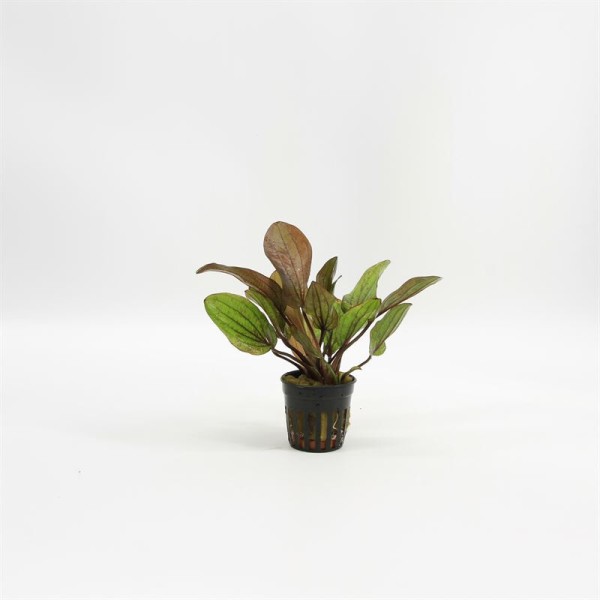 Echinodorus Fancy Twist