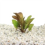 Echinodorus Fancy Twist