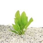 Echinodorus Granat