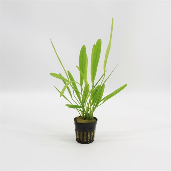 Echinodorus Horemanii Groen