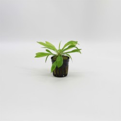 Echinodorus Magdalenensis