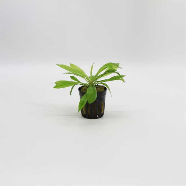 Echinodorus Magdalenensis