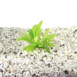 Echinodorus Magdalenensis