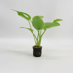 Echinodorus Ozelot Groen