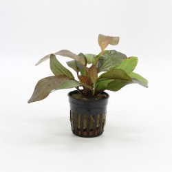 Echinodorus Ozelot Rood